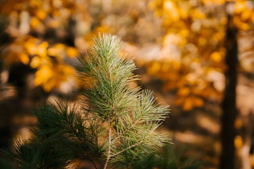 Delicate spikes on thin twigs of evergreen tree growing in lush autumn garden