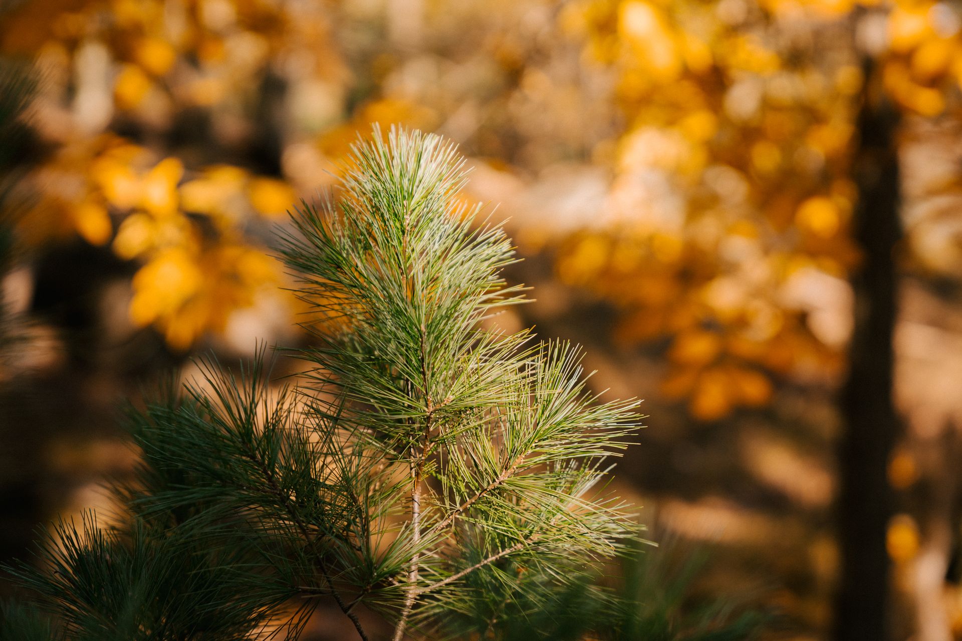 Delicate spikes on thin twigs of evergreen tree growing in lush autumn garden