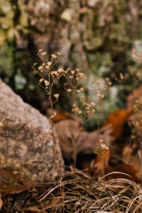 Subtle flowers on thin stems growing near stone and fallen leaves in autumn park