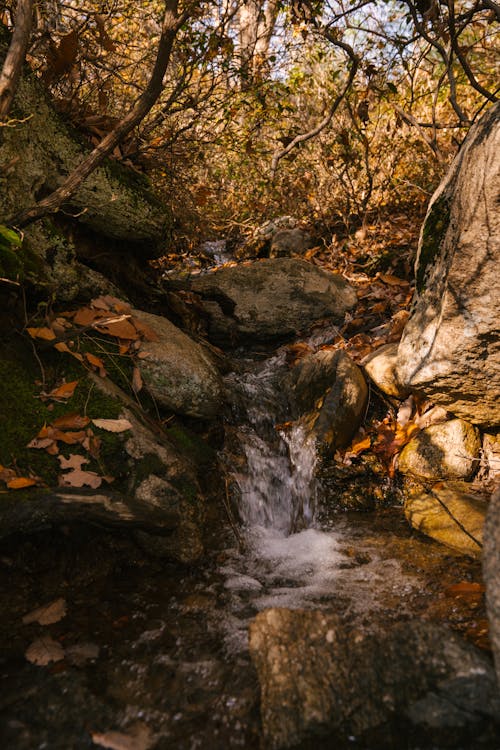 Cascade Sur Des Pierres Dans La Forêt D'automne