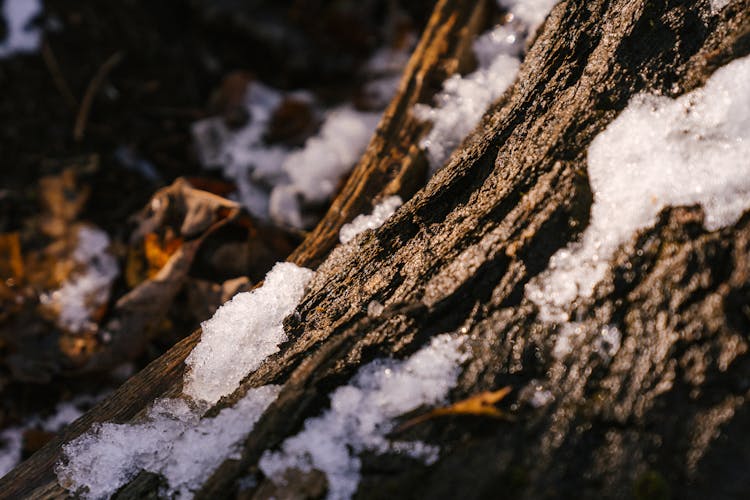 Trunk Of Tree Under Snow In Forest