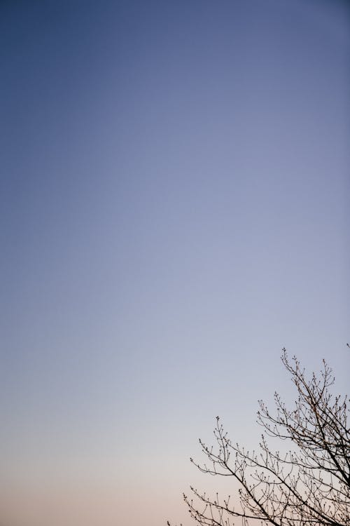 Leafless tree against clear blue sky