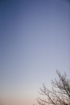 光秃秃的树枝映衬着渐变的秋日天空，构成一幅宁静的景观，非常适合用于宁静的设计