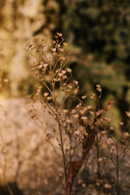 Fleurs Sauvages En Fleurs Sèches Sous La Lumière Du Soleil