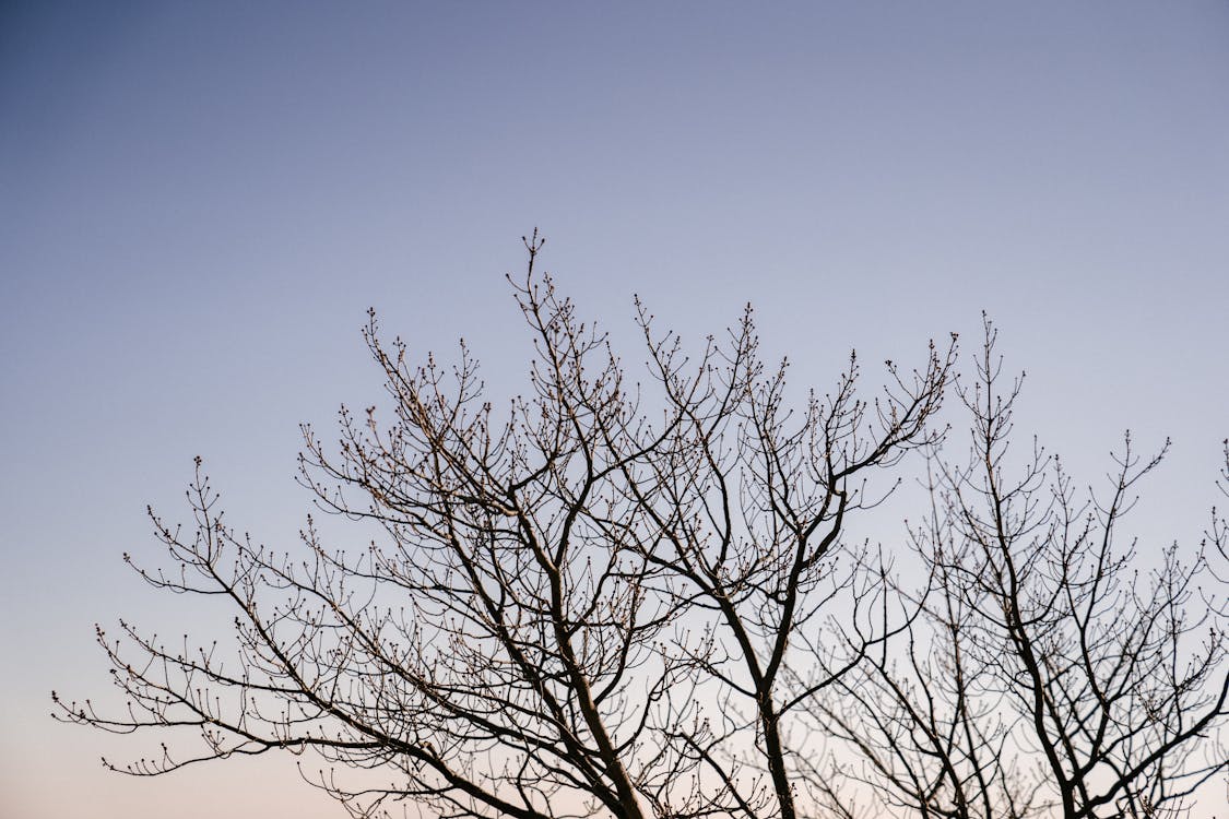 Free Leafless tree in autumn forest at sunset Stock Photo