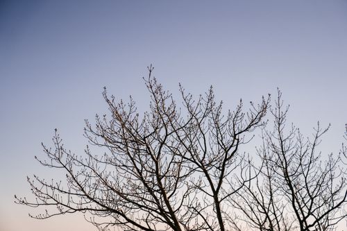 Free From below of bare branches of tree in park against clear sky at sundown Stock Photo