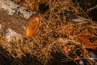 Wooden log on dry grass under sunlight