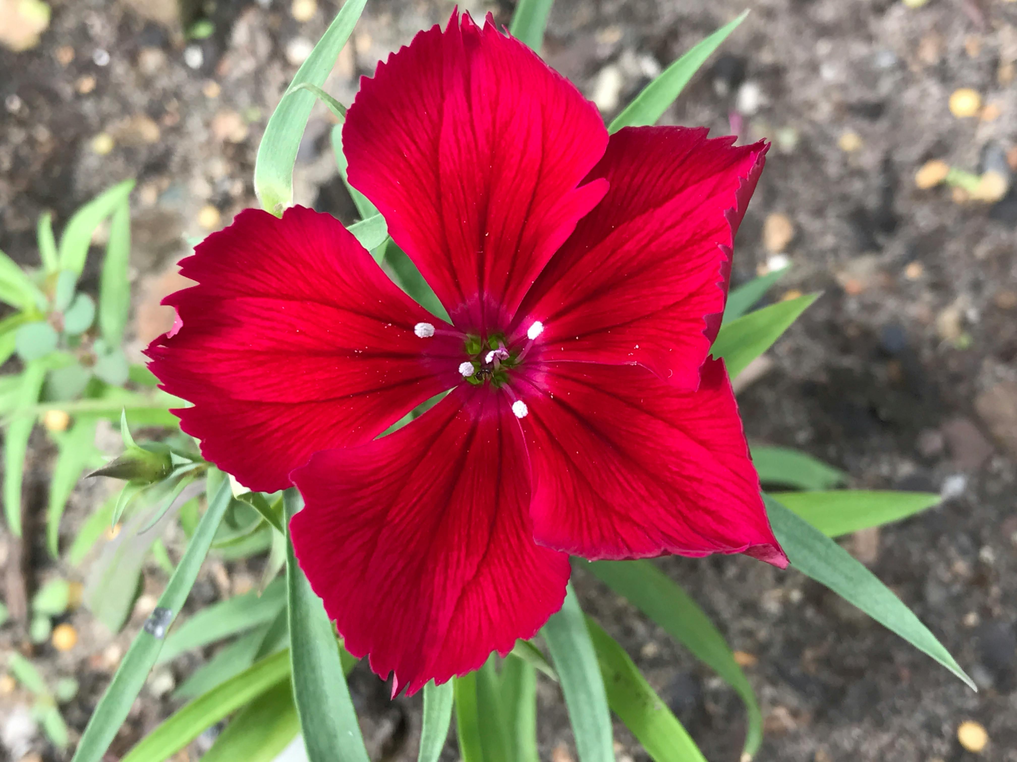 美しい花 赤い花の無料の写真素材