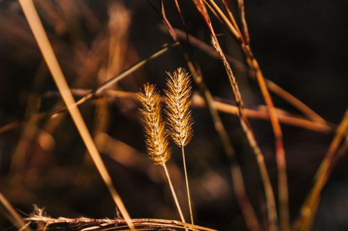 Free Delicate golden wheat on thin stems growing in agricultural meadow under bright sunlight Stock Photo