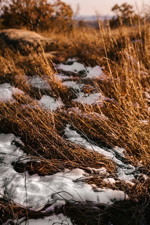 Lush delicate grass growing on snowy countryside field in autumn under bright sunlight