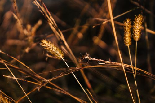 Free Dry wheat spikes on thin stems growing in agricultural plantation under bright sunlight Stock Photo