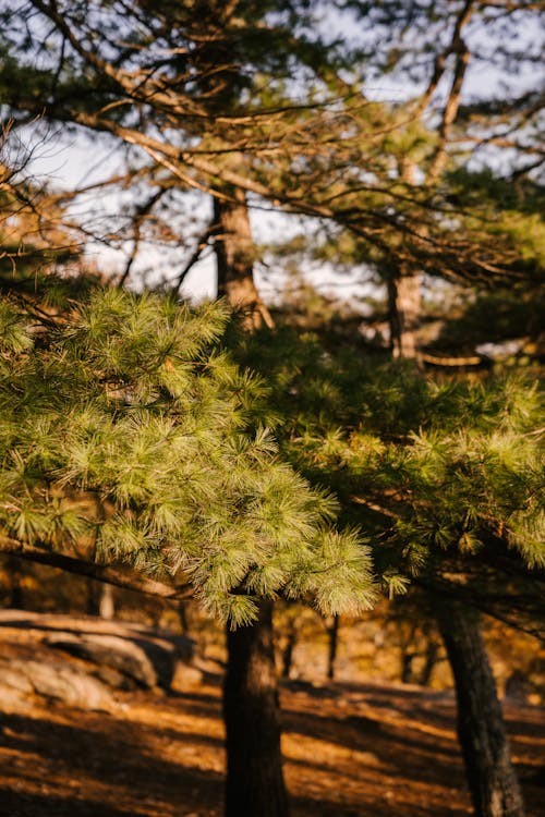 Branches of fir tree with lush spikes growing in park under bright sunlight