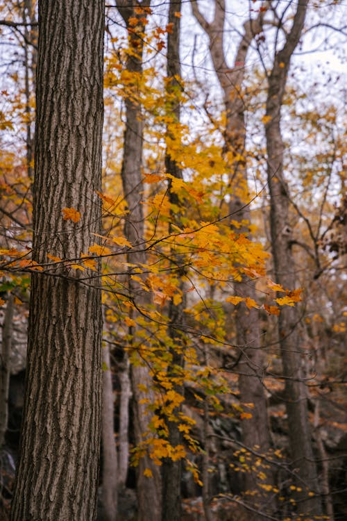 Tall trees with dry yellow leaves on branches in autumn woods in daytime