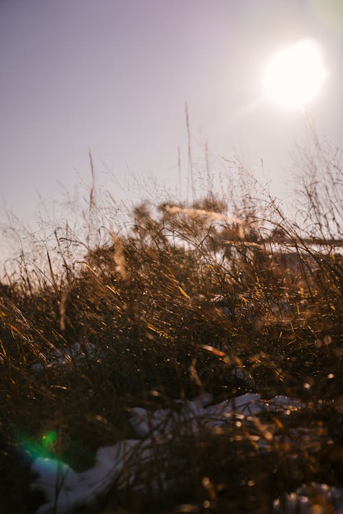 在明亮的陽光下白雪覆蓋下的干燥草甸草地