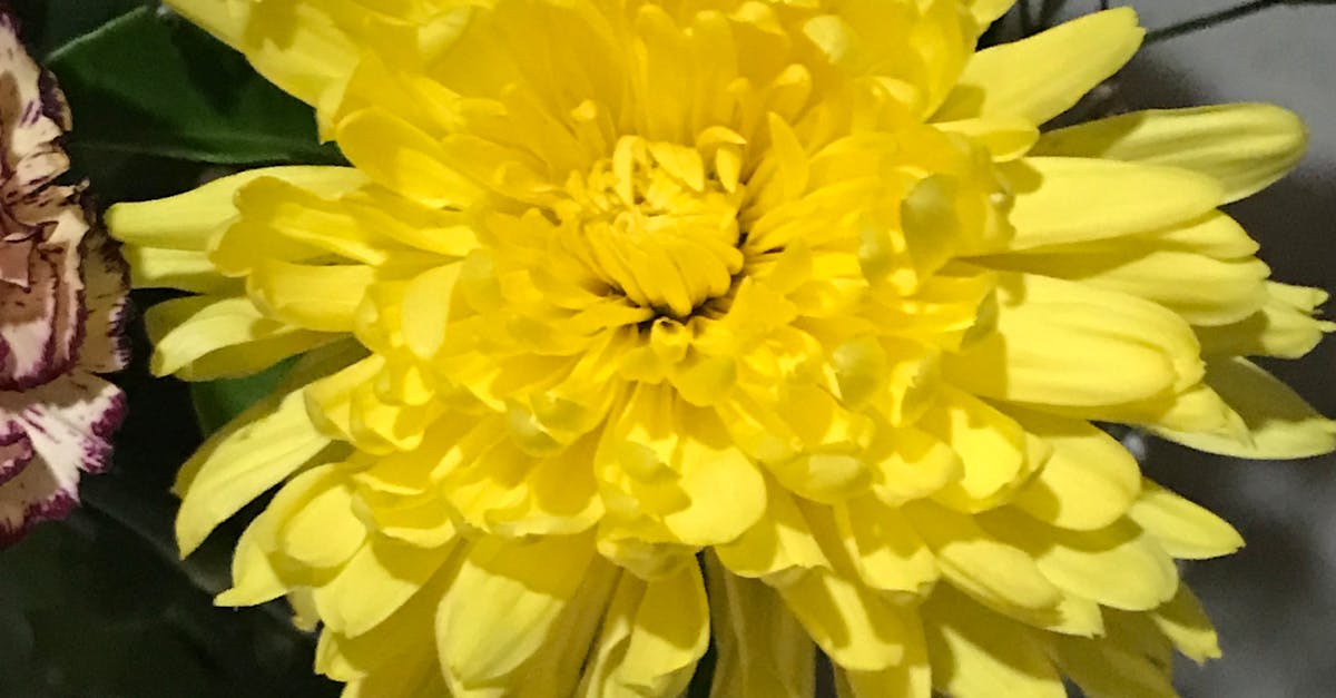 Free stock photo of beautiful flowers, yellow flower