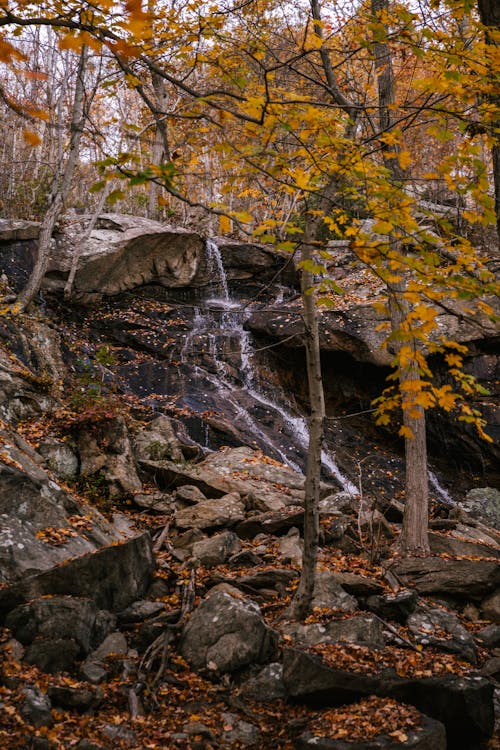 Picturesque landscape of fast stream falling from rocky cliff among tall tree trunks with yellow foliage