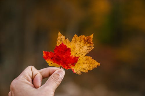 Crop anonymous person demonstrating fallen bright red and yellow leaf of maple tree in autumn park