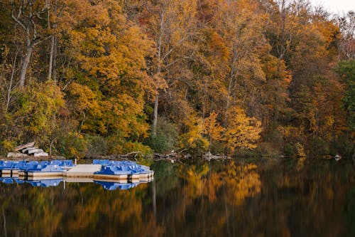 無料 日光の下で秋の森の穏やかな川 写真素材