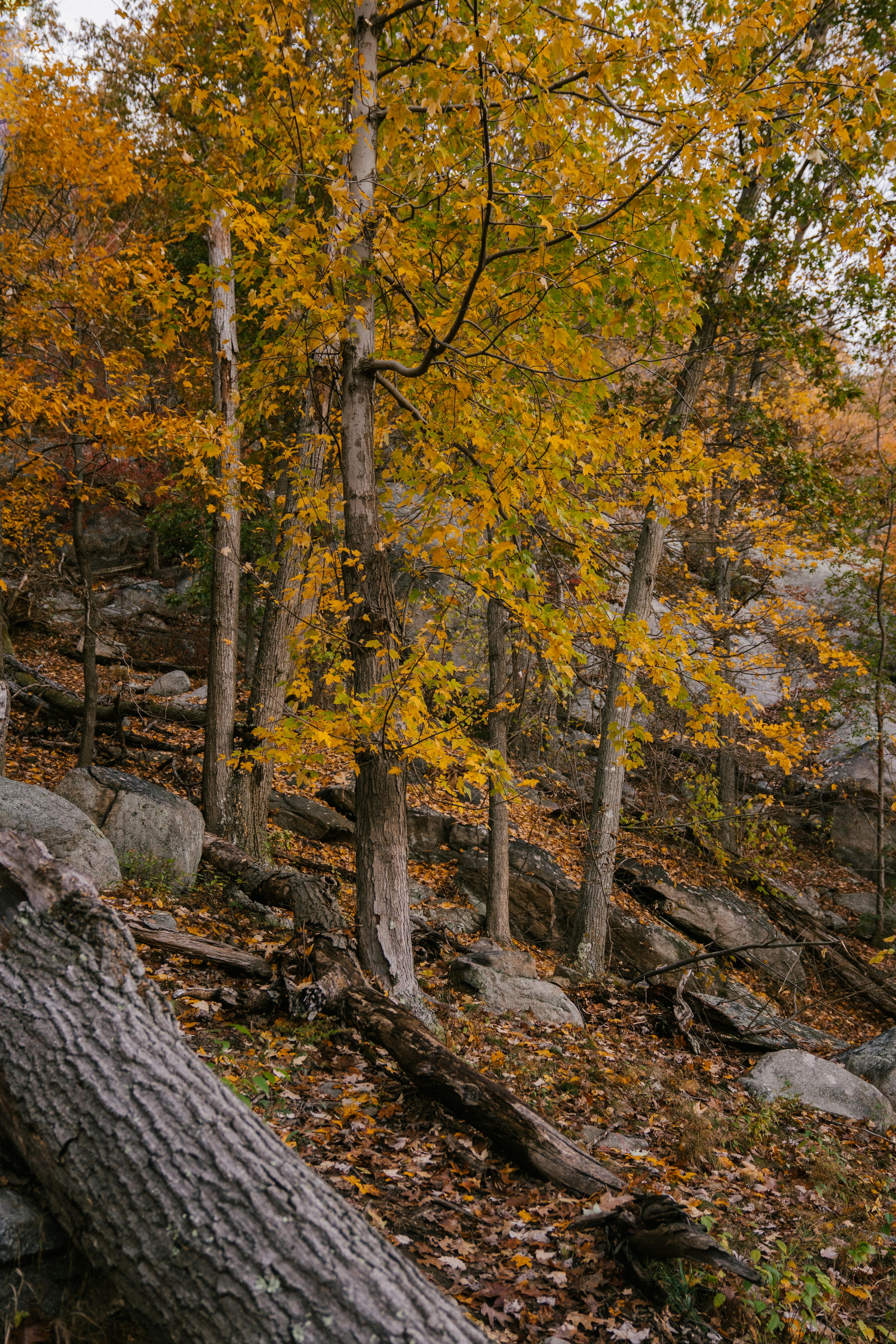 autumn trees growing in park in daylight