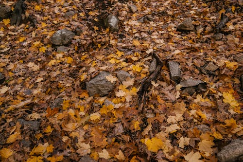 Fallen colorful leaves of trees covering ground with rocks placed in autumn forest in daytime