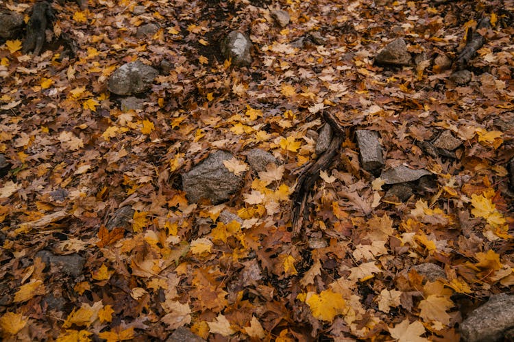 Autumn Foliage Fallen On Ground