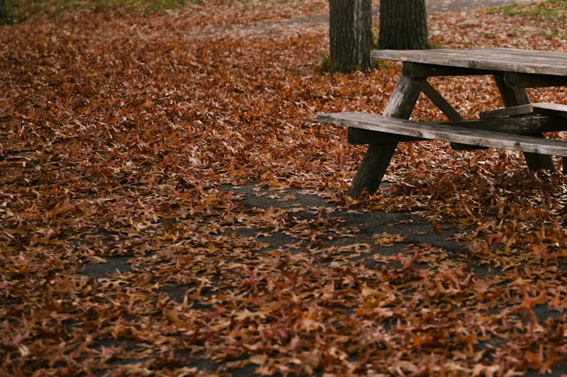 Empty wooden bench in autumn park with fallen leaves