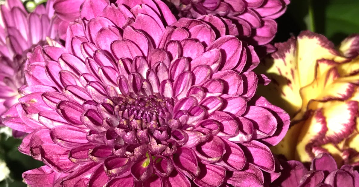 Free stock photo of beautiful flowers, pink flower