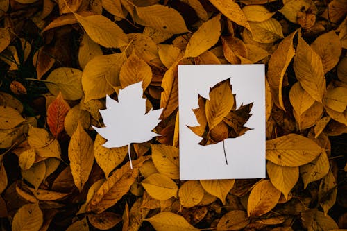 Free Top view of cut out maple leaf placed on yellow leaves of tree in autumn time Stock Photo
