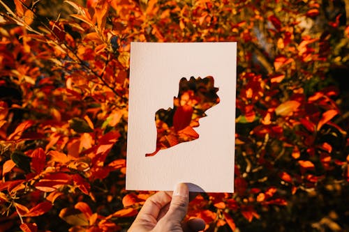 Hand of person showing postcard with cut out leaf against autumn bush