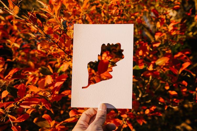 Hand Of Person Showing Postcard With Cut Out Leaf Against Autumn Bush