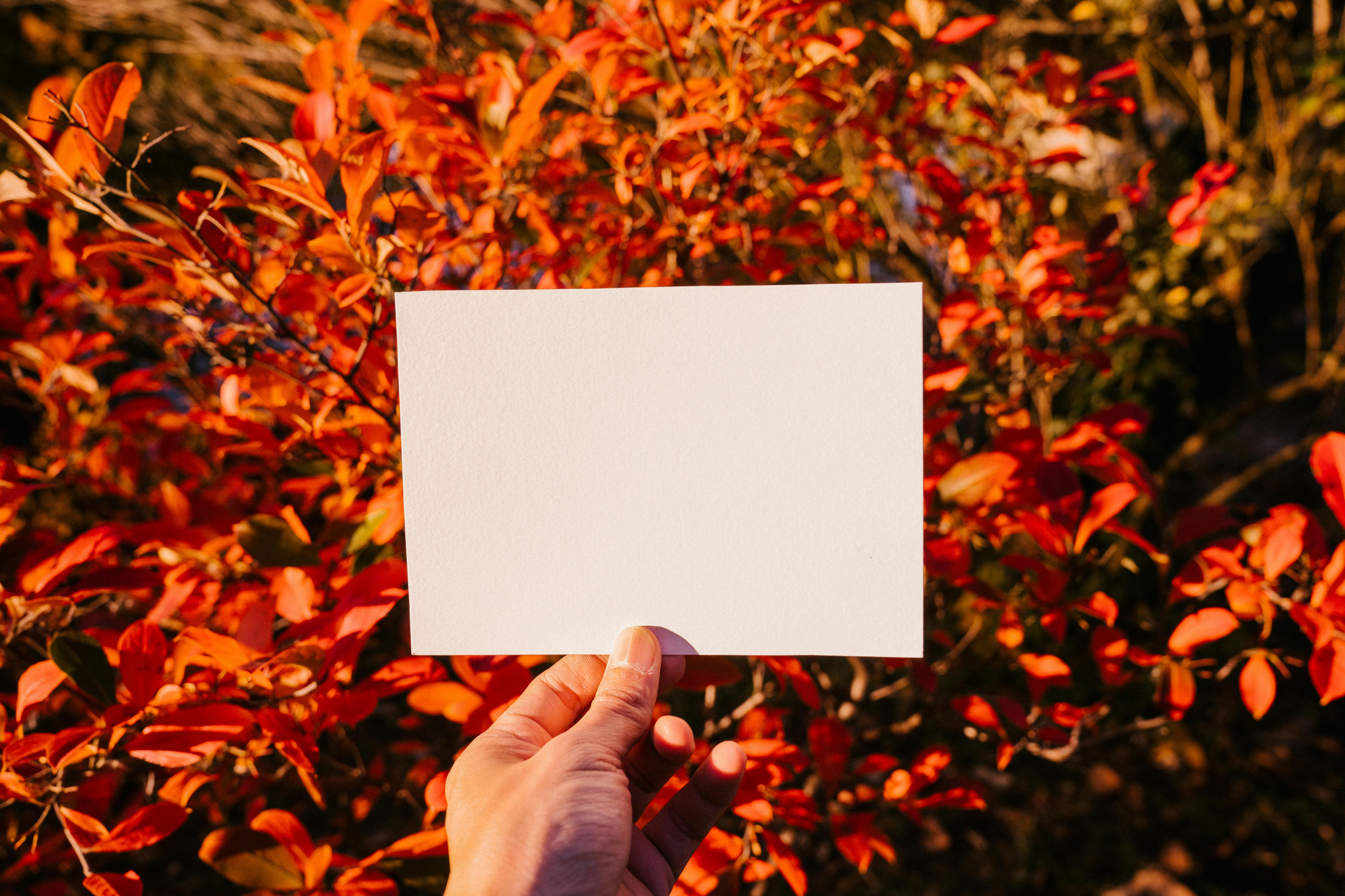 person showing empty paper sheet against autumn bush