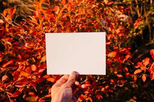 Free Crop anonymous person demonstrating blank sheet of paper against bush with colorful leaves in sunny autumn day Stock Photo