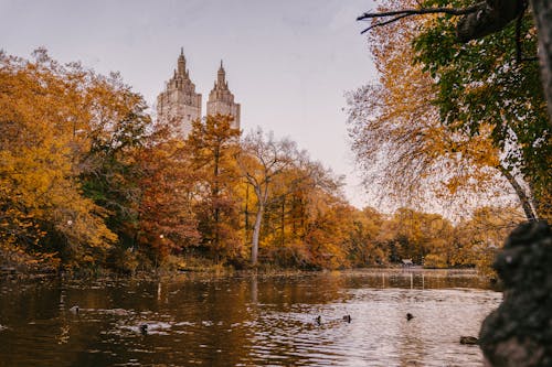 Ducks flowing in calm lake surrounded by tall autumn trees placed un Central Park in New York City in daytime