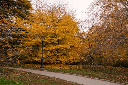 空荡荡的人行道，在秋天的公园在日光下
