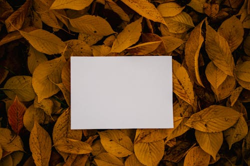 Empty paper sheet placed on autumn foliage