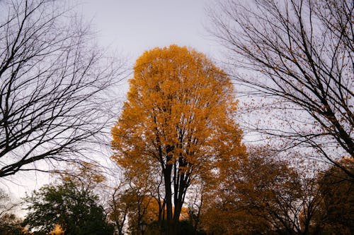 Základová fotografie zdarma na téma barevný, denní, denní světlo