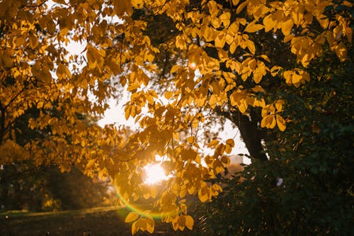 Осенний парк в солнечный день