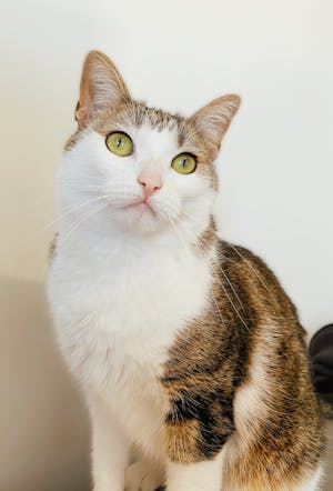 Essence Mascara Lash Princess