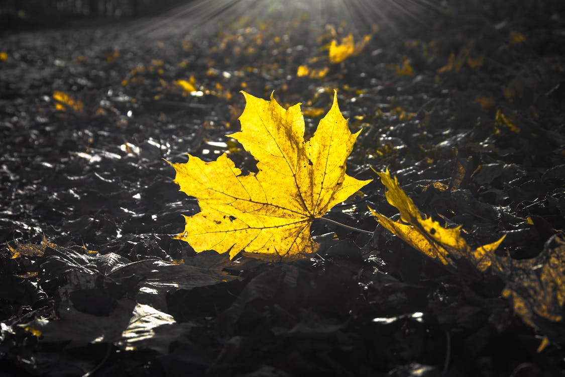 Free stock photo of against the light, autumn, contrast
