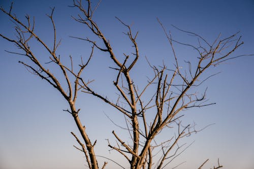 Top of tree with branches without leaves in end of autumn against blue sky