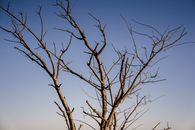 Top of tree with branches without leaves in end of autumn against blue sky