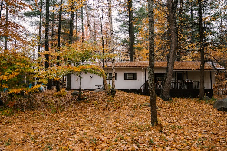 Lonely House In Autumn Forest