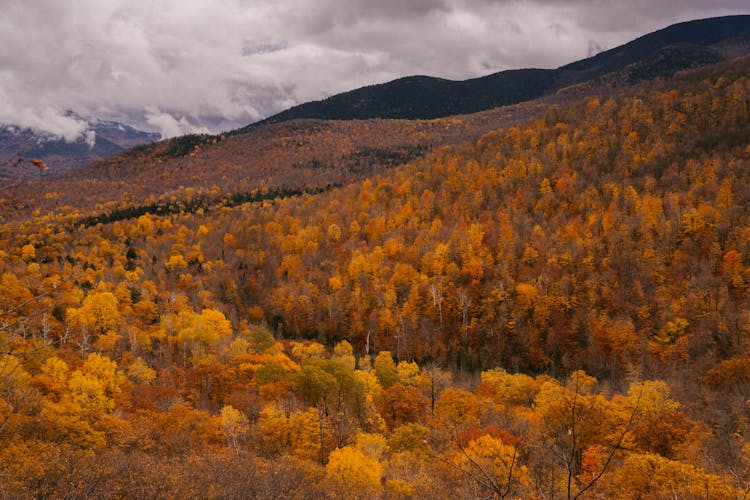 Spectacular View Of Autumn Forest