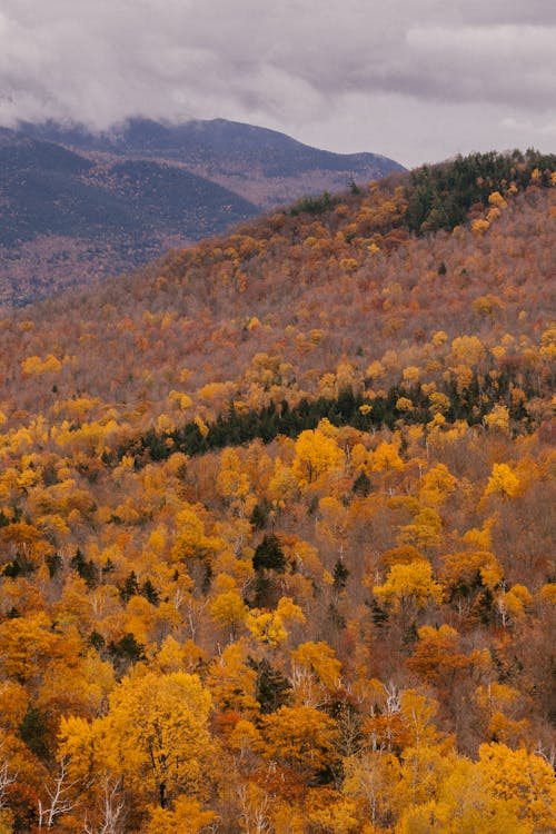 Aerial view of picturesque landscape of fall woods with golden foliage in mountainous area under cloudy sky