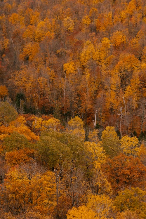 Вид на красивый осенний лес