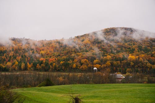 Free Foggy forest in mountainous area Stock Photo