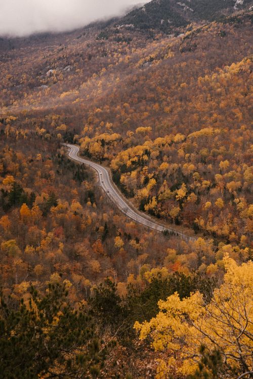 Free Aerial view of picturesque scenery of asphalt road going between trees with golden leaves in autumn forest Stock Photo