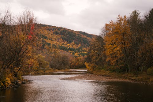 River flowing between autumn trees