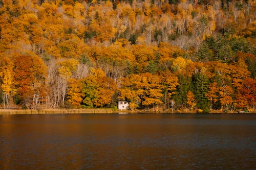 秋天的樹林附近平靜的湖面