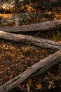 Tree trunks on foliage in forest